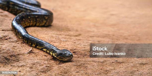 Madagascar Tree Boa Snake Sanzinia Madagascariensis Slither On Dusty Ground Closeup Detail Empty Space For Text Right Side Stock Photo - Download Image Now