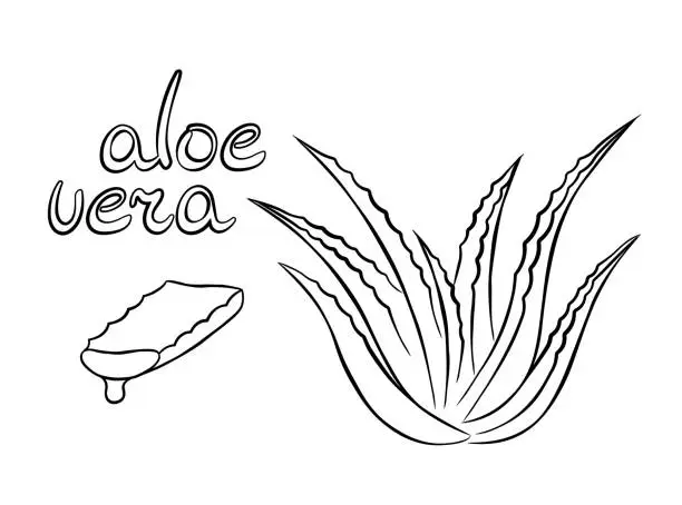 Vector illustration of Растение алоэ вера и срез стебля