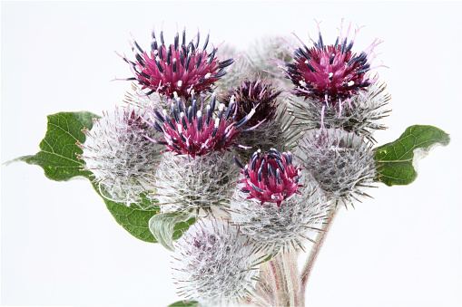 Purple Burdock with green leaves on white background