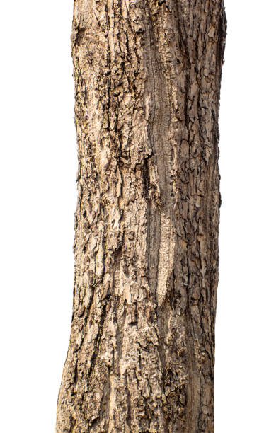 istock Isolated Trunk of a Tree On White Background 1410245288