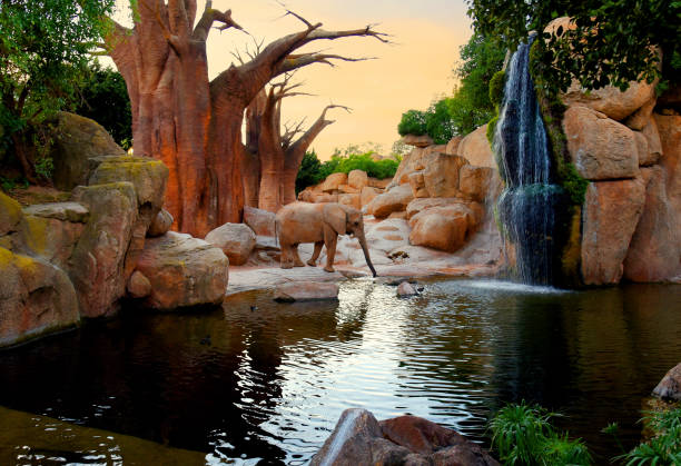 Portrait of bathing elephant. Animal is in a deep river and its trunk is raised high. The bright sandy river bank in the background is heavily blurred.