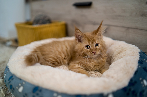 Orange Cat in a Cat Bed