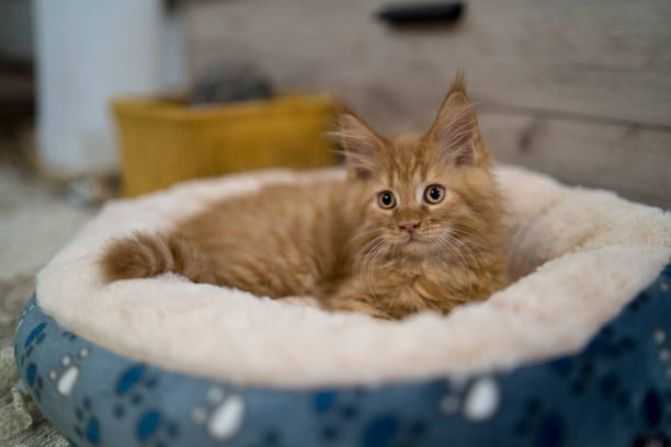 istock Nice cat relaxing at home on pet bed 1410245519