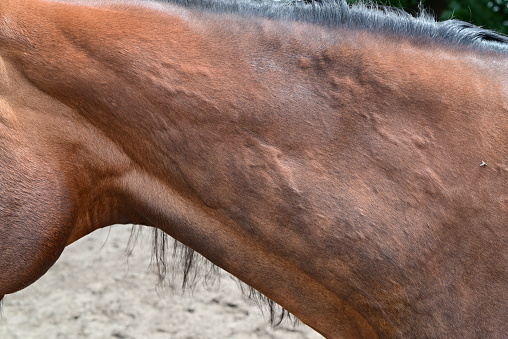 In a stable of purebred horses, a dark-haired horse with its mane combed with small braids is ready to parade.