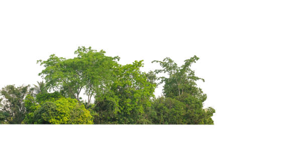 Green Trees isolated on white background stock photo