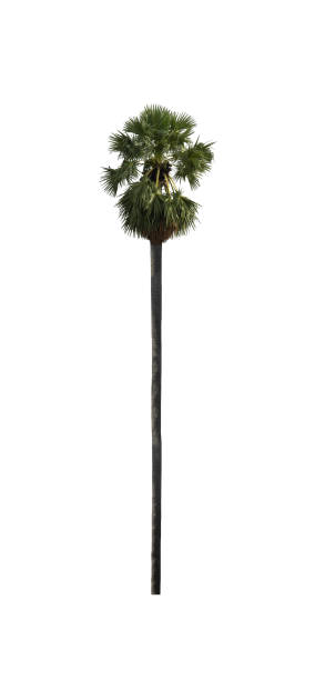 istock sugar palm that are isolated on a white background 1410246695