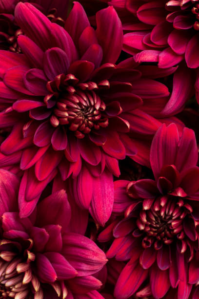 istock Burgundy chrysanthemum flowers on a white background 1410247015