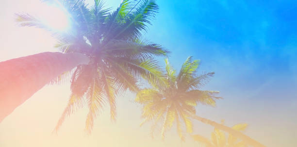 istock Summer colorful theme with palm trees background as texture frame image background 1410248742
