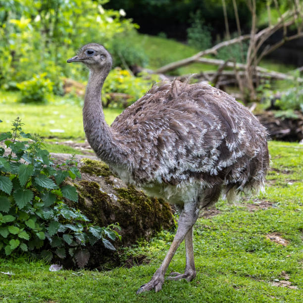 istock Darwin's rhea, Rhea pennata also known as the lesser rhea. 1410249324