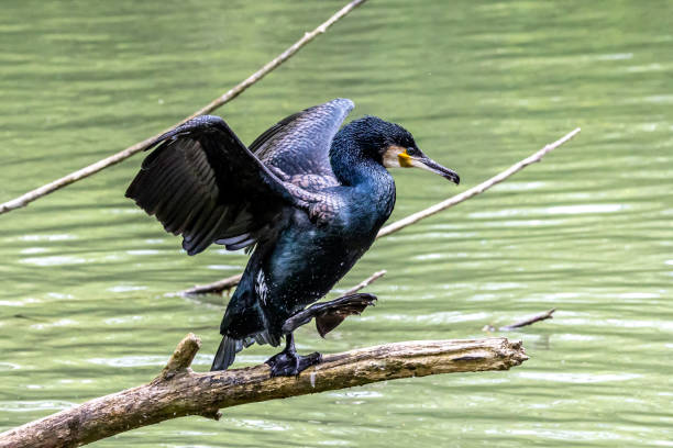 istock The great cormorant, Phalacrocorax carbo sitting on a branch 1410249365
