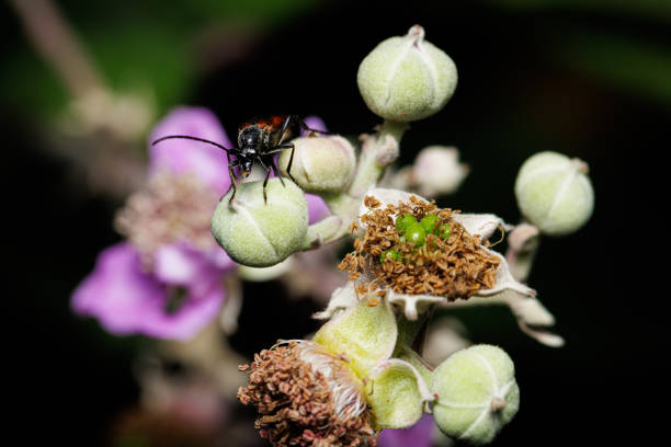 Macro photography of an insect