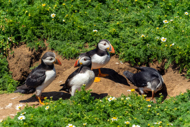 istock Puffins at Skommer Island 1410250831