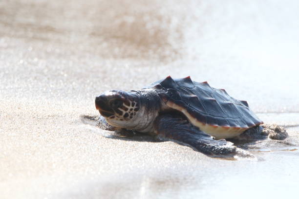 istock Young sea turtle touching the water for the first time 1410251234