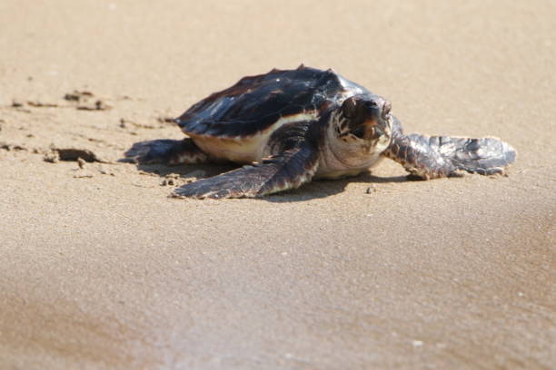 istock Young sea turtle touching the water for the first time 1410251249