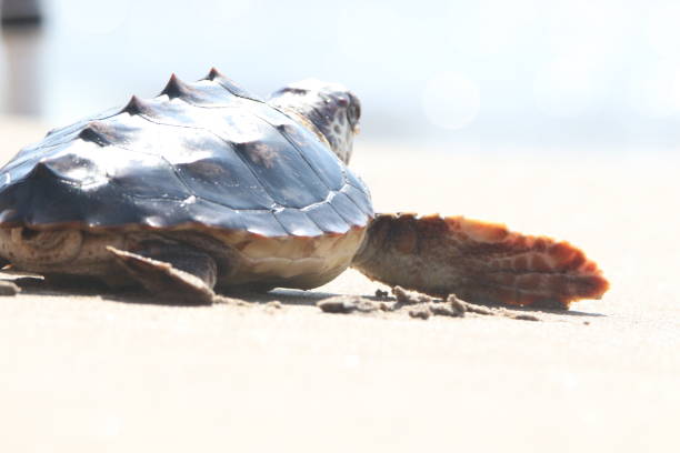 istock Sea turtle going to the water 1410251263