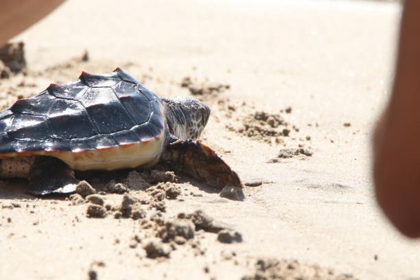 istock Young sea turtle touching the water for the first time 1410251442