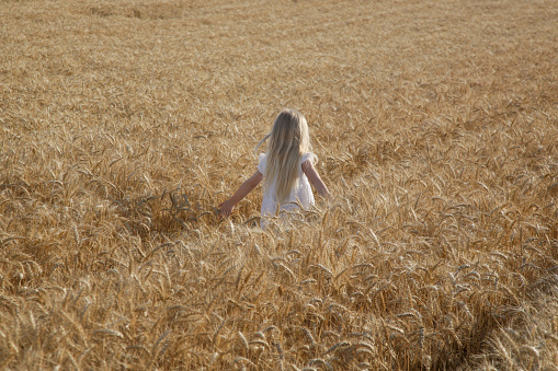 Adorable little girl in white dress in a wheat field