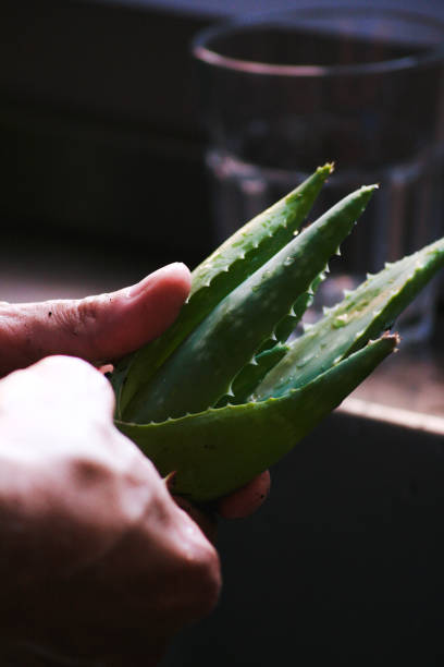 istock A man working with an aloe plant 1410251880
