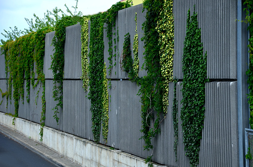soundproof wall made of concrete porous ribbed material. fence of brown blocks inserted into metal beams, on the street. noise from road traffic does not get into the garden and residential area.  colchica, creeper, creepers, fallopia, glacier, goldheart, hedera helix, huge, industrial, ivy, landscape, noise, outdoor, park, parthenocissus, quinquefolia, striped, tricuspidata, variegated,