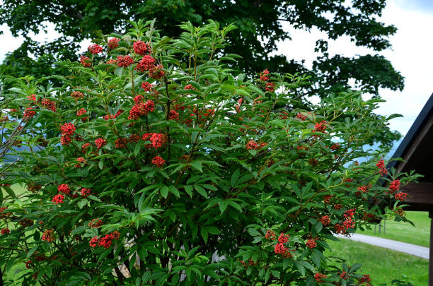 istock red berry, grows in deciduous and coniferous forests, on scrubby slopes, in ravines and in meadows. It inhabits moist, humus, loamy to stony soils, rich in nutrients. It is spread by birds 1410252719