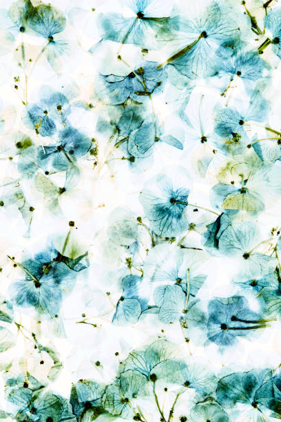 Pressed and dried flower hydrangea Isolated on white background for use in scrapbooking, floristry or herbarium. - Hydrangea macrophylla