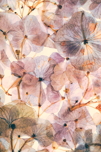 istock Pressed and dried dry flower hydrangea Isolated on white background 1410252770