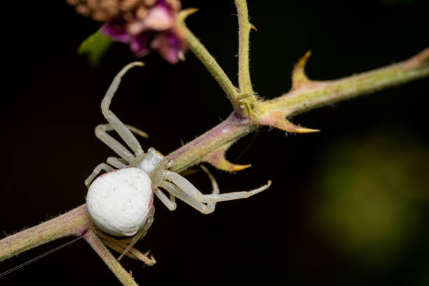 Macro photography of a spider