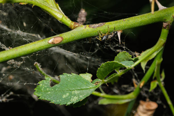 istock Macro photography of a spider 1410252960
