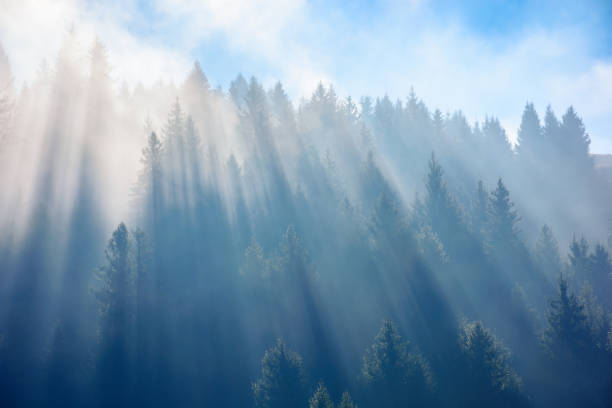 istock sunlight through fog among coniferous trees 1410253246