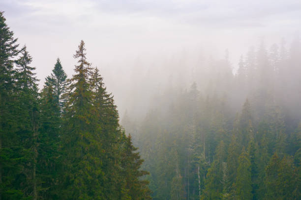 istock spruce forest on a misty autumn day 1410253334