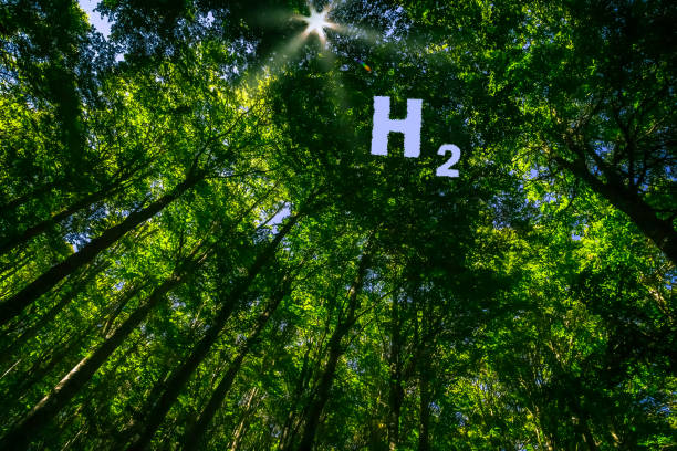 Hydrogen Mobility Concept View into the Canopy of a Forest with the Shape of the Letter H and the Numer Two for Hydrogen Fuel roots music stock pictures, royalty-free photos & images