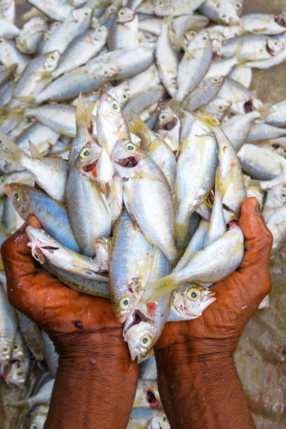 fisherman's hands showing his cleaned catch of small mullet fish