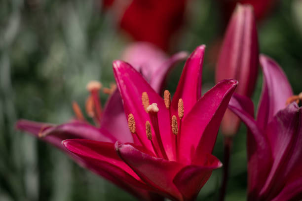 Burgundy Blooming tender Lily flowergrows in a flower bed. Closeup of Bouquet of large Lilies.