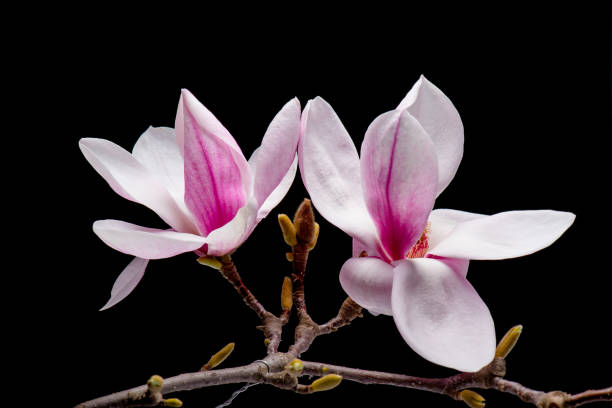 istock Pink magnolia flowers 1410255085