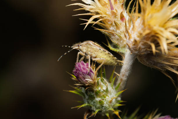 istock Macro photography of a shield bug 1410255786