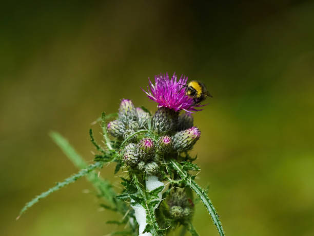 istock Stepping Carefully through the Thistle Prickles 1410256360