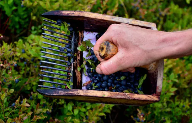 collecting blueberries in the mountains with the help of a combing device in the shape of a wooden box with a comb. the comb goes through the bushes and collects the berries in the hopper.vaccinium myrtillus