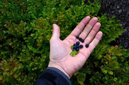 Young woman shows a handful of blueberries she's picked under the rain.
