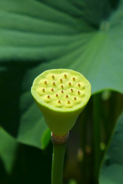 istock Lotus fruit, Lotus flower 1410256599