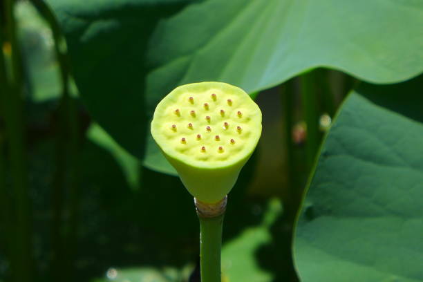 istock Lotus fruit, Lotus flower 1410256617