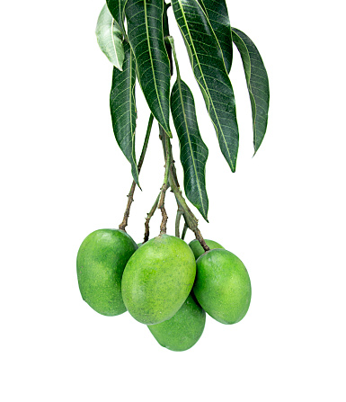 Green Mango Fruit Growing On Tree closeup on white background with mango leaves