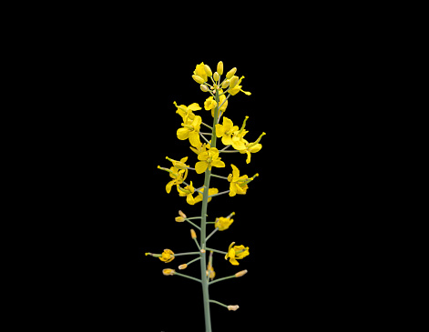 Blooming Rapeseed flowers isolated on black background. Flowering bright yellow Canola.