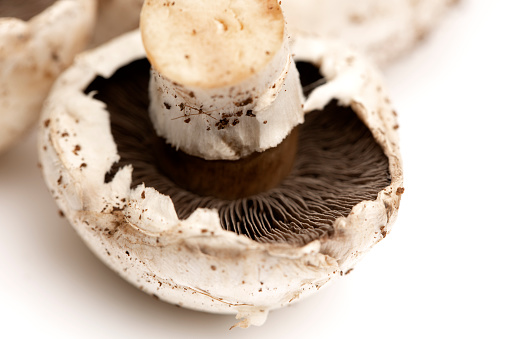 Fresh mushroom close-up