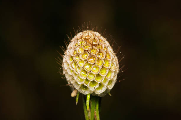 Macro photography of a flower