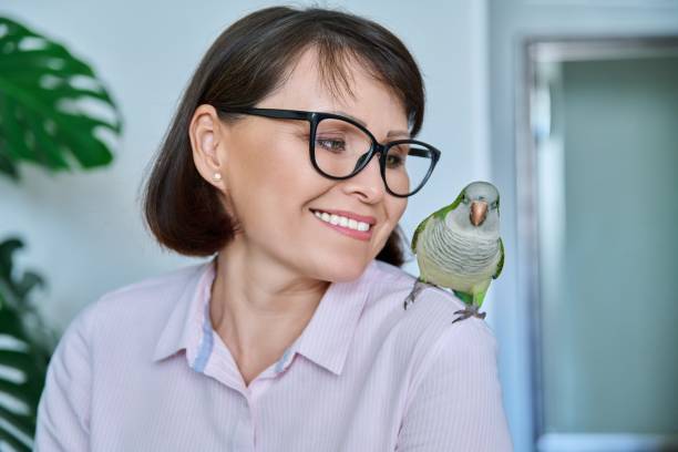 istock Middle aged woman at home with a pet parrot on her shoulder 1410258647