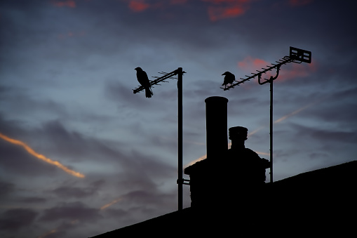 bird in silhouette on aerials