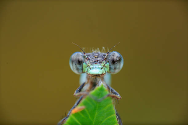 istock Damselfly resting on  the green leaf. 1410259585