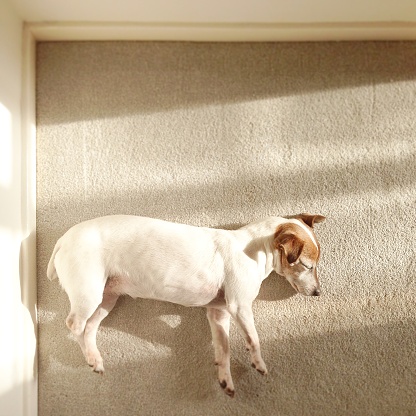 Overhead view of a senior Jack Russell Terrier lying on side sleeping
