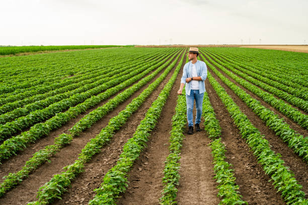 istock Farmer in his growing  soybean field 1410260843