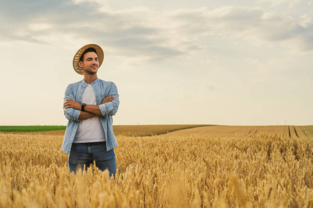 Free Stock Photo of Man standing in a wheat field looking away ...